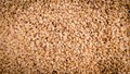 Boost Your Income with High-Yield, Disease-Resistant Sesame Varieties Ideal for Maharashtra Farmers